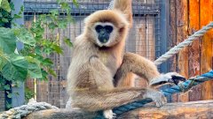 Има "Мяу веее!"