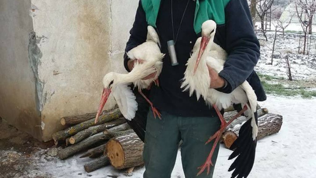 Сафет Халид