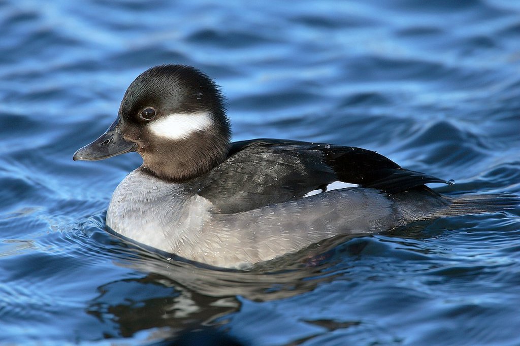 1280px-Bucephala-albeola-010