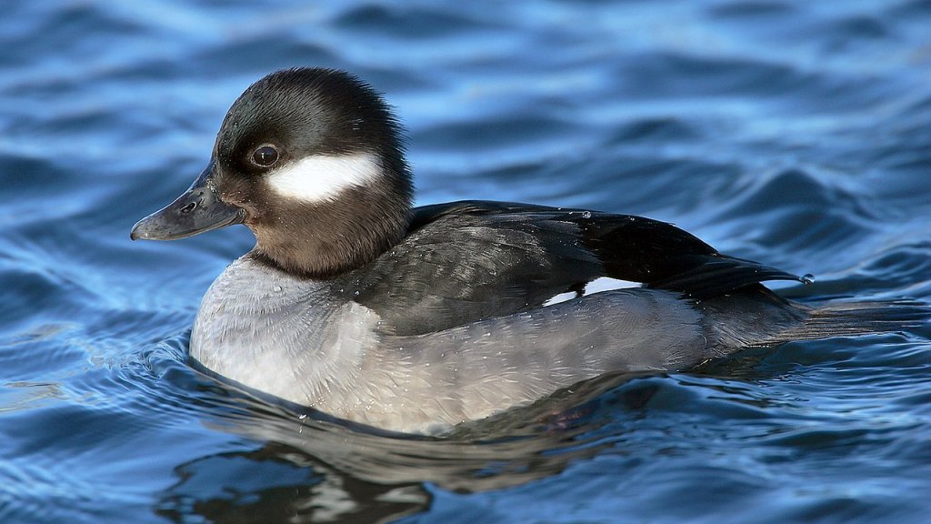 1280px-Bucephala-albeola-010