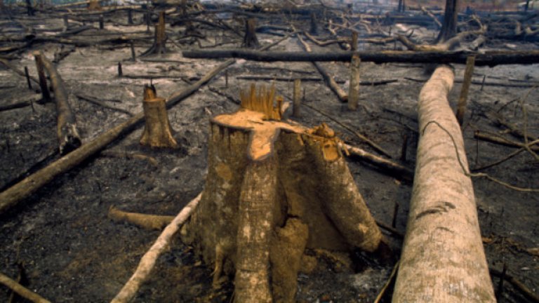 Рондония, Бразилия 
В тази бразилска провинция се намира най-обезлесената зона в района на Амазонските Дъждовни гори. Хиляди акри вековна гора са изравнени със земята. Няма и спомен от някогашния "бял дроб на земята"