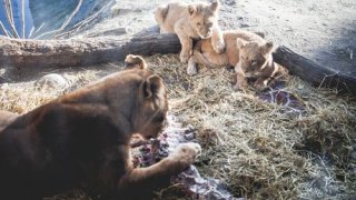 Copenhagen Zoo