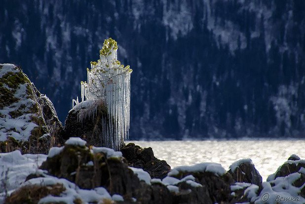 Замръзнало дръвче на брега на езеро