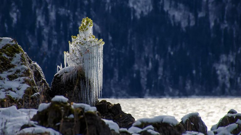 Замръзнало дръвче на брега на езеро