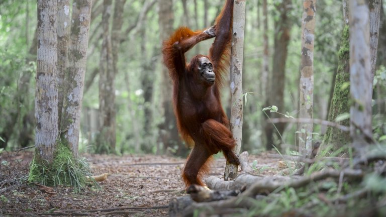 Най-смешните снимки на животни за 2025 г.