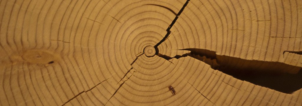 tree_rings1
