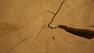 tree_rings1