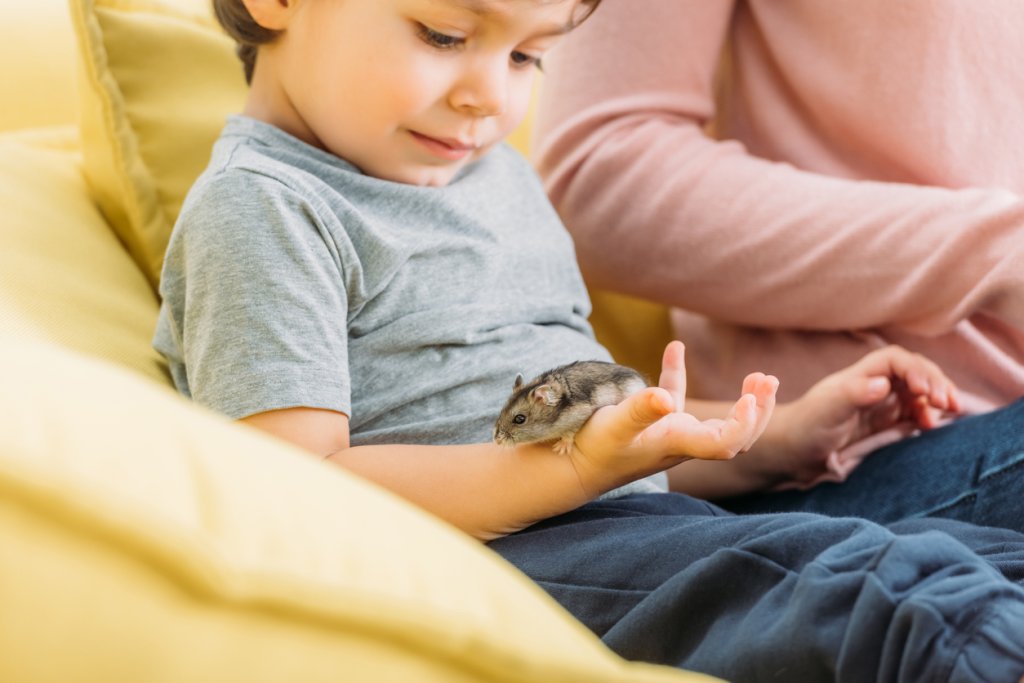 хамстер, дете, малко дете, домашен любимец