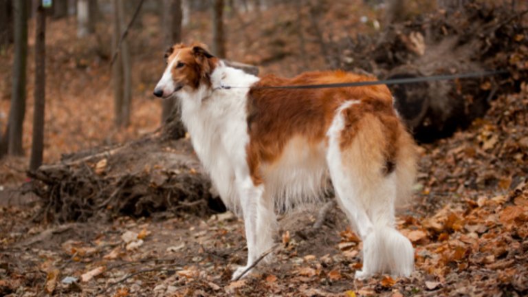 Руската хрътка Борзой е сред най-царствените кучета, а породата има история, свързана с всички аристократични дворове в Европа и Русия