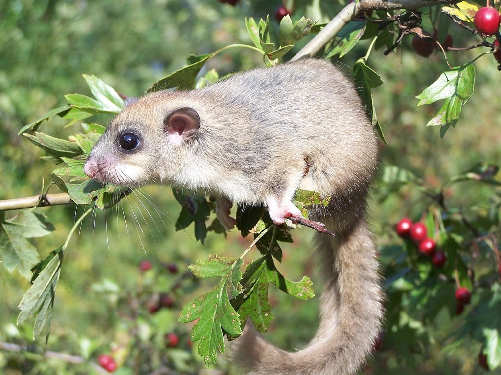 1280px-Glis_glis_4058