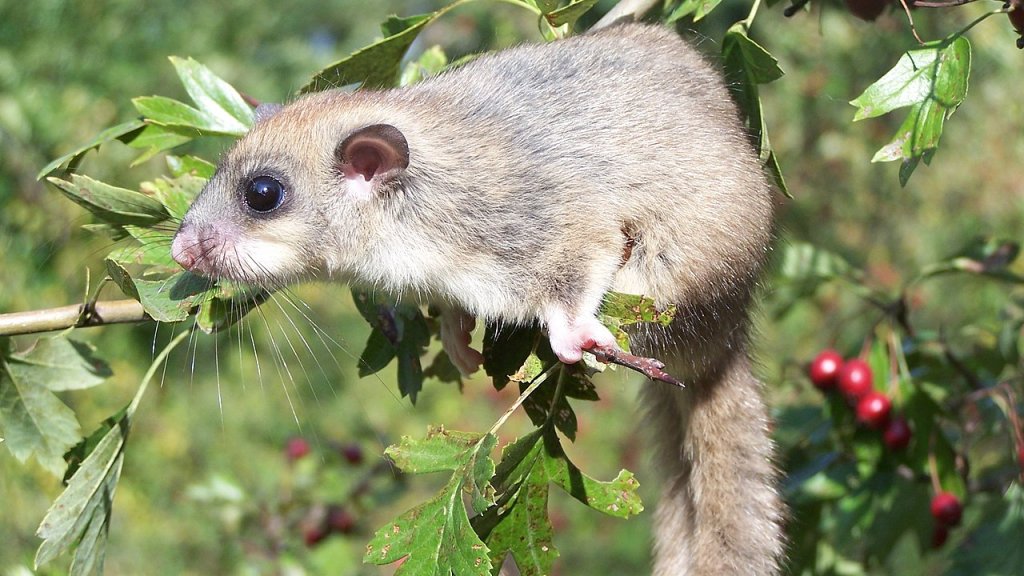 1280px-Glis_glis_4058