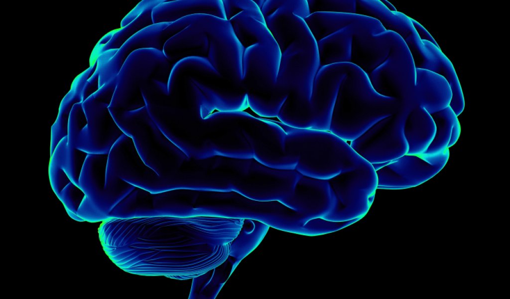 HumanBrain