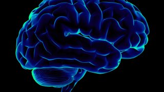 HumanBrain