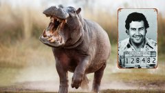 Мерки като стерилизация не работят и популацията вече е прекалено голяма