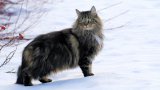 Норвежката горска котка обича да е около хора, но не и прекаленото гушкане