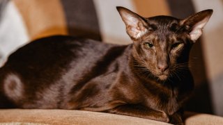 Едно от тези котенца струва колкото кола на старо