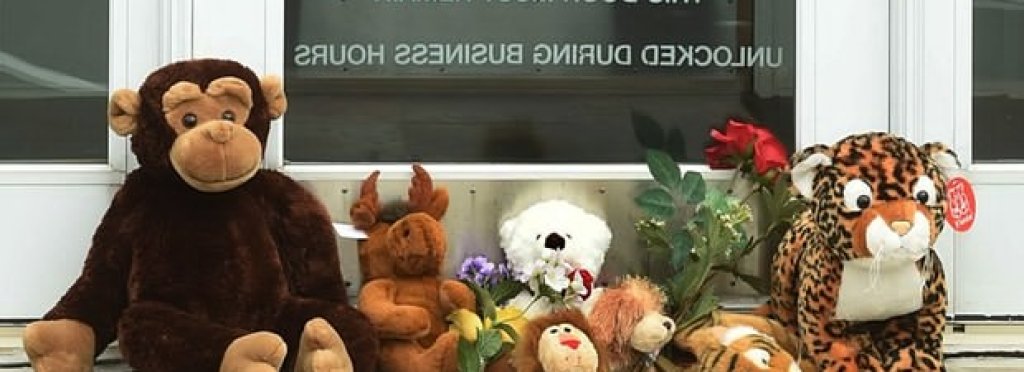 Гневни граждани затрупаха клиниката на стоматолога с плюшени животни