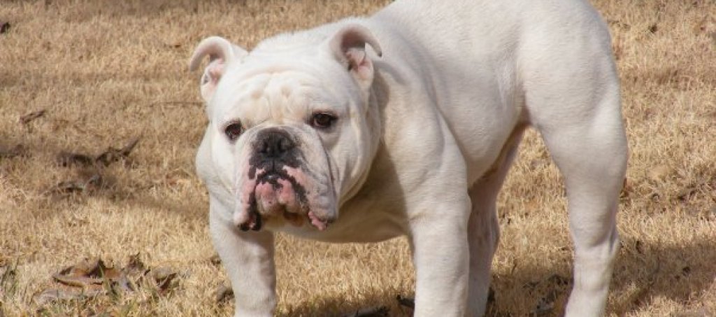 Whitebulldog