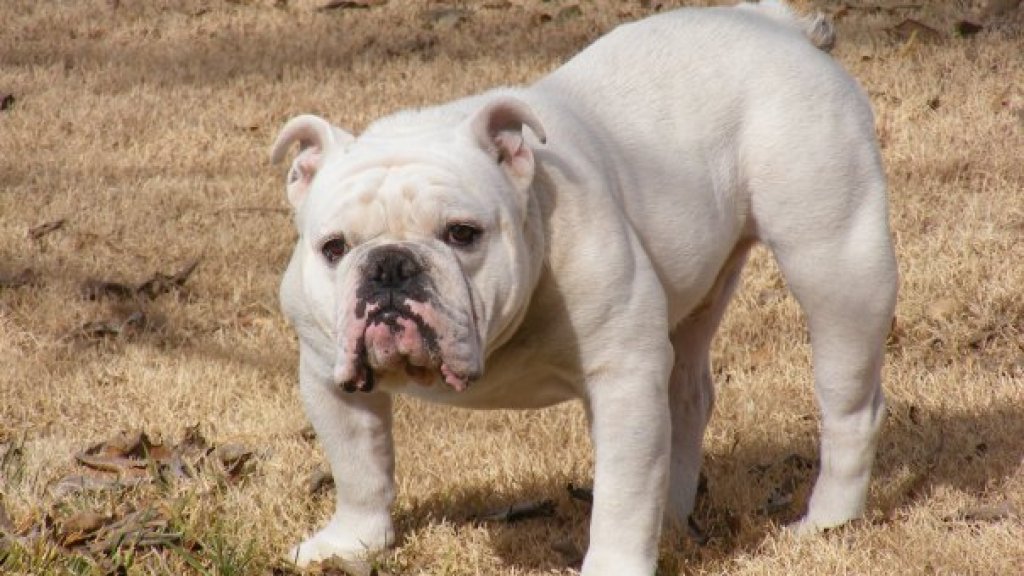 Whitebulldog