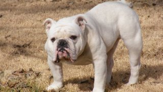Whitebulldog