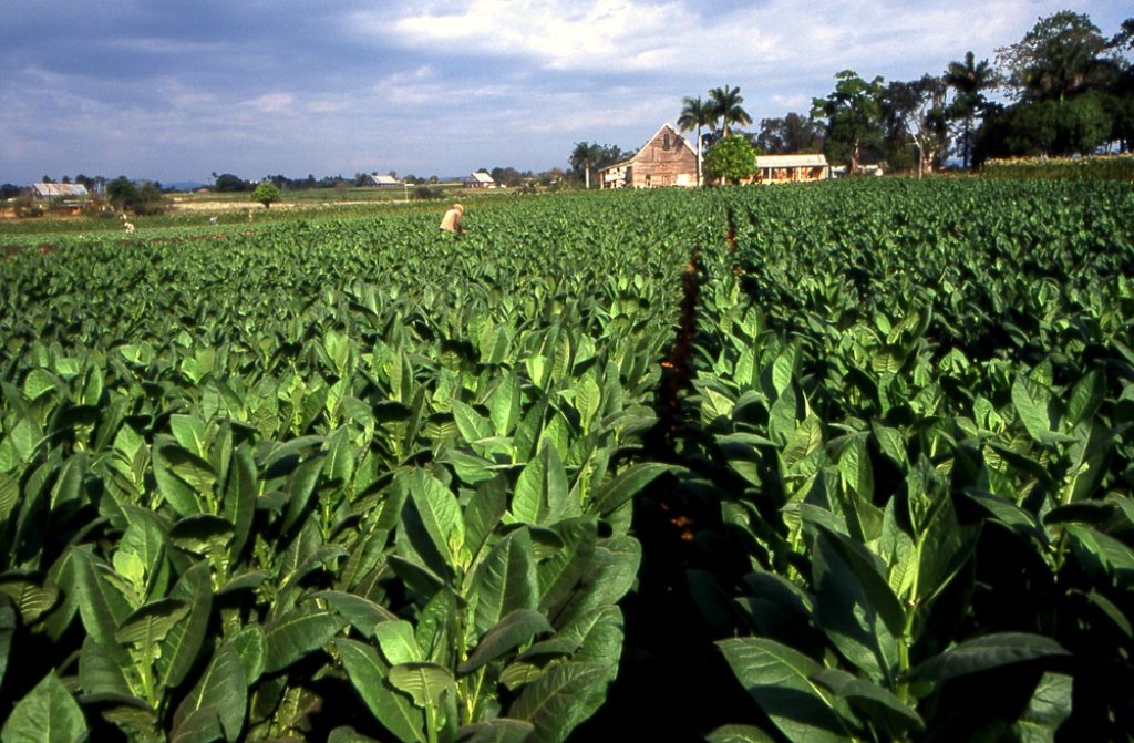 Plantation-de-Tabac-à-Cuba