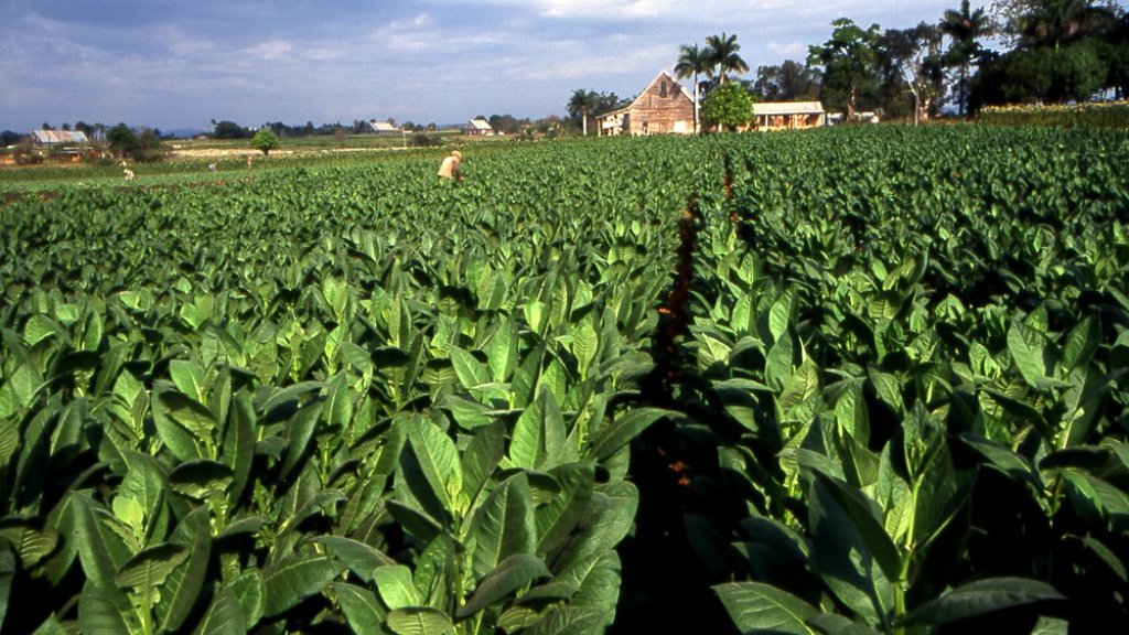 Plantation-de-Tabac-à-Cuba