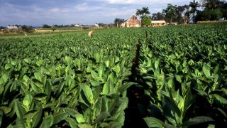 Plantation-de-Tabac-à-Cuba