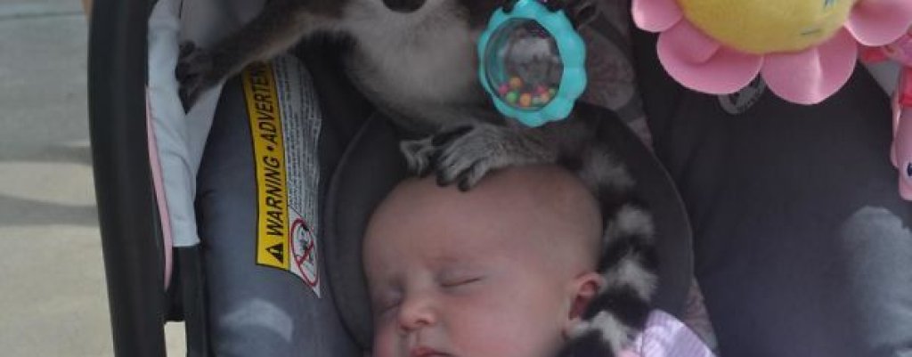 В зоологическата градина всичко вървяло добре, докато родителите не погледнали какво се случва в количката на спящото бебе.