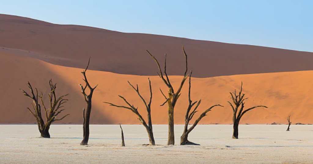 Surreal Landscapes Of 900-Year-Old Trees Look Like Another Planet