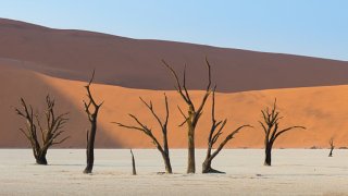 Surreal Landscapes Of 900-Year-Old Trees Look Like Another Planet