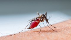 Близо половината от заразените умират