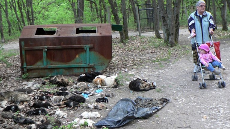 Войната взима своите жертви и от двете страни. В случая: дете гледа телата на 45 отровени от неизвестно лице кучета, които представители на фондация „Тирхилфе Зюден – Австрия” откриха натъпкани в контейнер в хасковската зоологическа градина миналата година