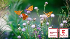 Kaufland представя в доклад ангажимента си за устойчиви цветя и растения