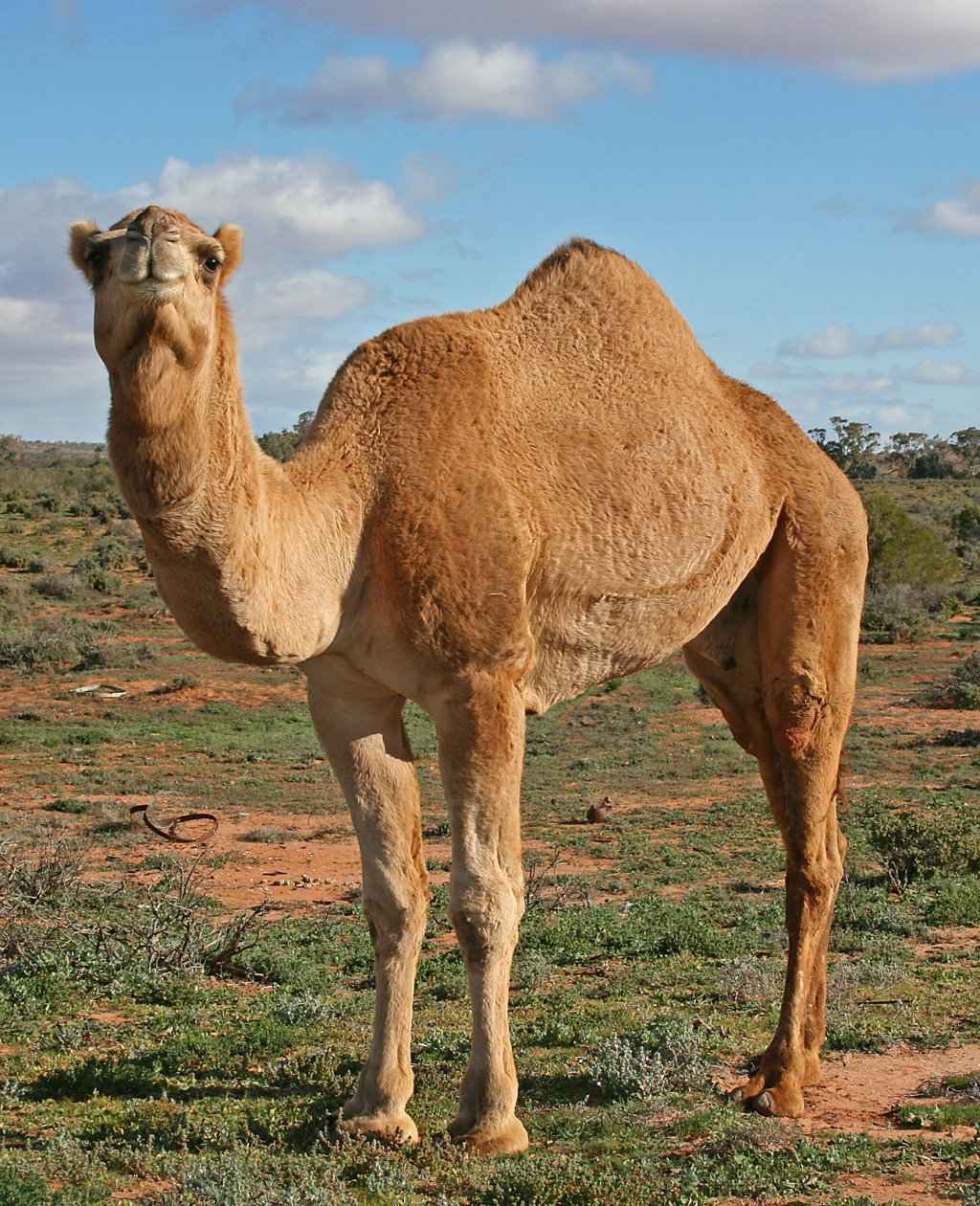 07._Camel_Profile,_near_Silverton,_NSW,_07.07.2007