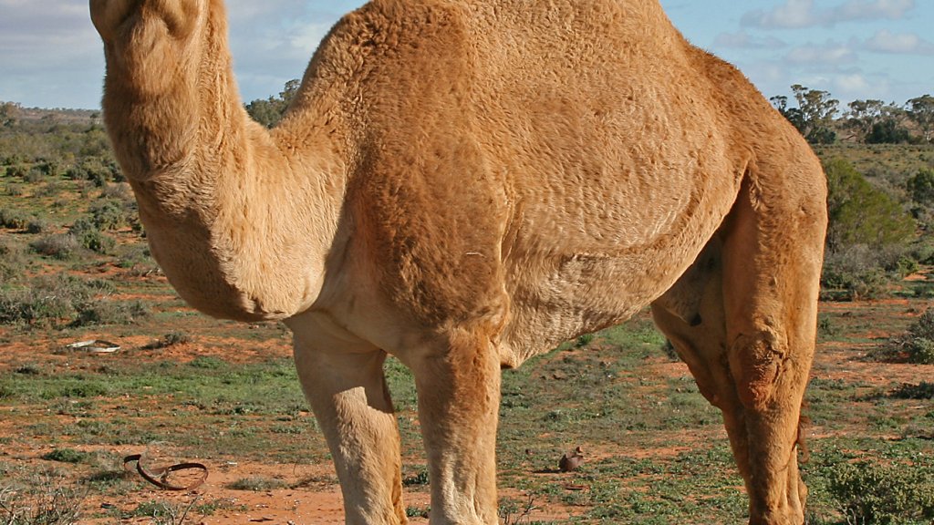 07._Camel_Profile,_near_Silverton,_NSW,_07.07.2007