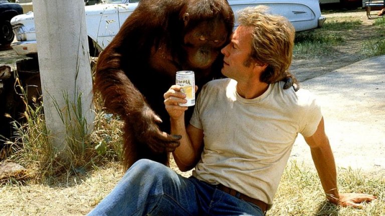 „Каквото и да правиш, губиш"
Това е филмът, който ще бъде запомнен с колаборацията между Клинт и един ужасно чаровен орангутан. Но химията между Истууд и примата не може да спаси това творческо бедствие. Това е заглавието, което стана олицетворение на отчаянието на сценаристите, които, изчерпали всяка свежа идея, решават да снабдят своя централен персонаж с маймуна в ролята на лоялен партньор, наричан жаргонно и „сайдкик".
„Каквото и да правиш, губиш" е легендарно слаб филм, а Истууд изглежда нелепо в компанията на талантливия орангутан.