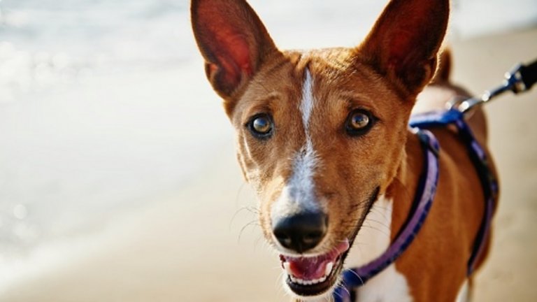 Басенджи е куче, селектирано в Конго и до ден днешен се използва за лов в Африка. Това гордо и красиво животно се обучава много лесно и е прекрасен приятел