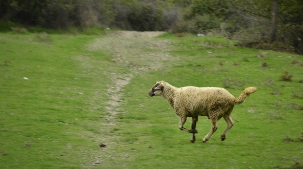 Заблудена овца, изостанала от стадото си, препуска сред зеленината от другата страна на язовира
