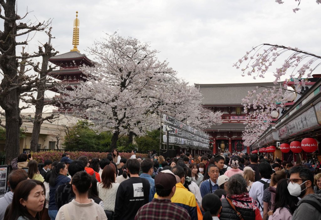 Тълпи и пролетна прелест: Започна сезонът на цъфналите вишни в Токио (Снимки)