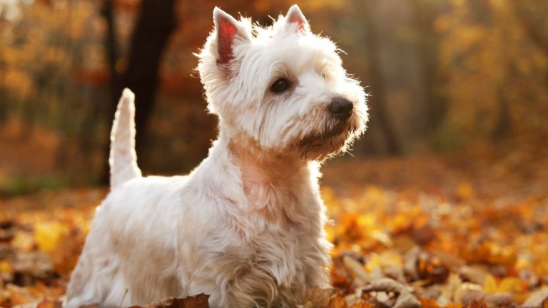 Уест Хайленд бял териер
Както показва името – това са чисто бели кучета от западната част на шотландските планини. Известни са и като Уести. Може да изглеждат като плюшени играчки, но първоначално са развъждани за лов на вредители като лисици. Хората умишлено са селектирали животните със светла козина, за да се отличават добре от плячката и да не пострадат по погрешка. 
Умни и игриви, днес са основно компаньони. Козината им се реше всяка седмица, а около един път месечно е добре да посещават и професионален грууминг.