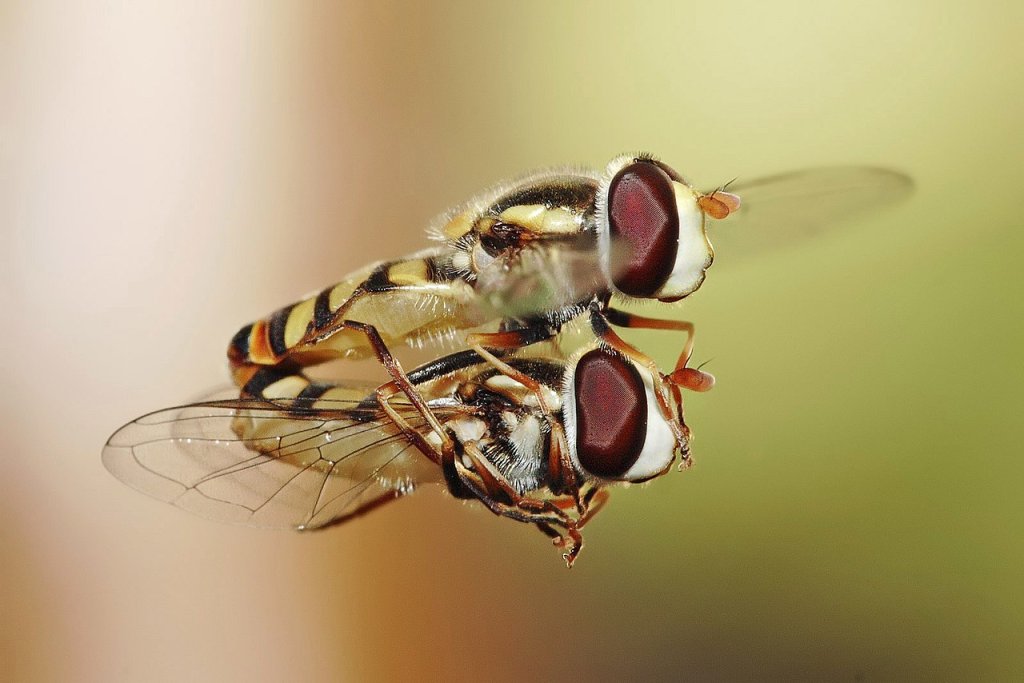1280px-Hoverflies_mating_midair