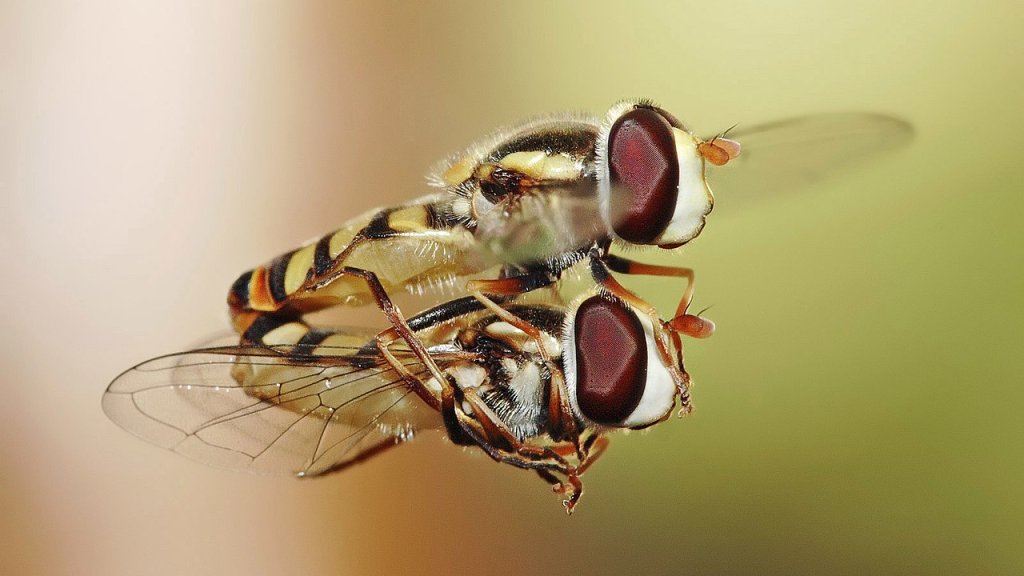 1280px-Hoverflies_mating_midair