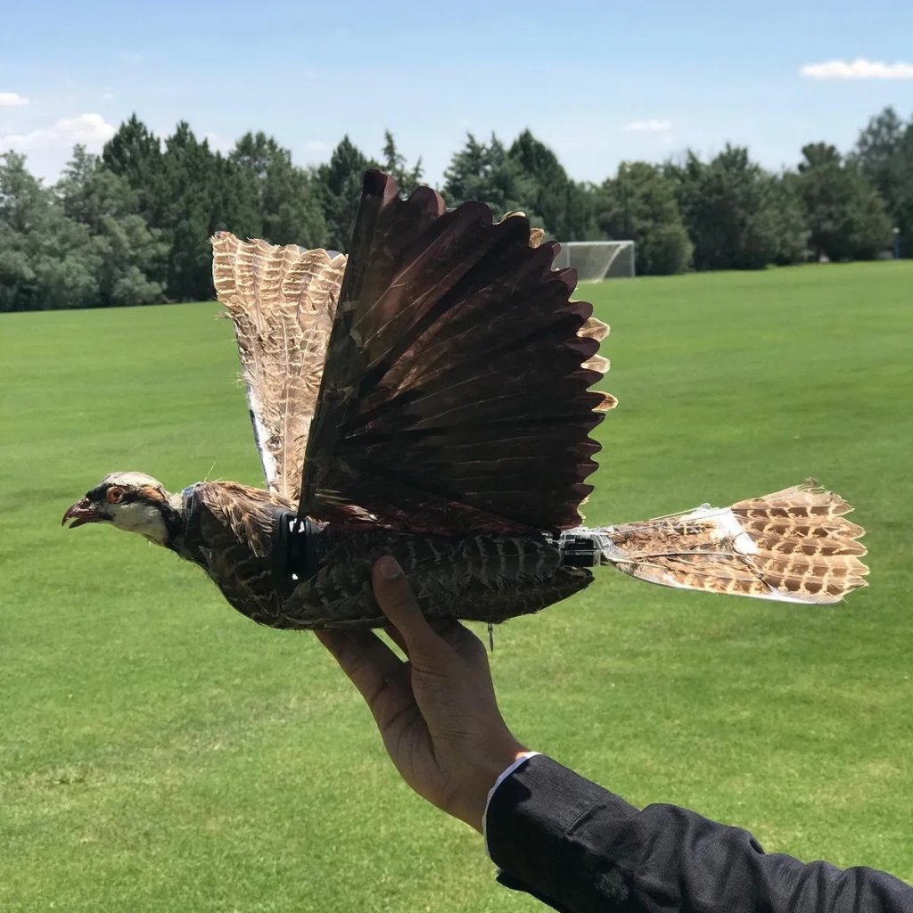 taxidermy-bird-drone-l