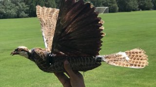 taxidermy-bird-drone-l