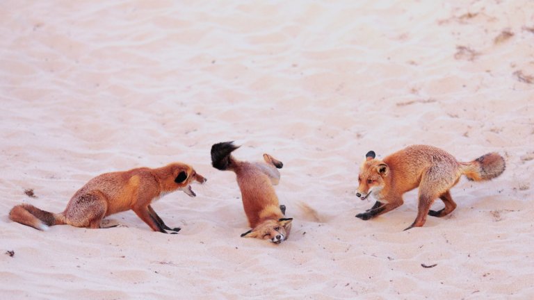 Най-смешните снимки на животни за 2025 г.