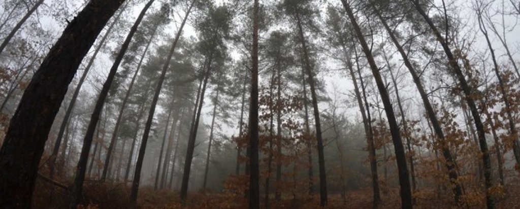 Тежка мъгла се е спуснала над крайпътната гора.