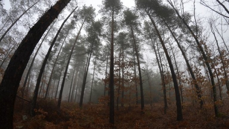 Тежка мъгла се е спуснала над крайпътната гора.