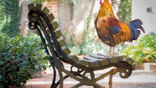 animal-chicken-close-up-1128574