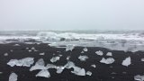 Да, в Исландия тези насекоми отсъстваха доскоро