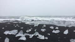 Да, в Исландия тези насекоми отсъстваха доскоро